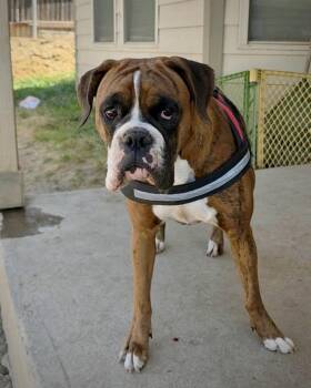 Gigi -  Boxer Dog for Adoption in Monticello, New York - Gigi | PetCurious