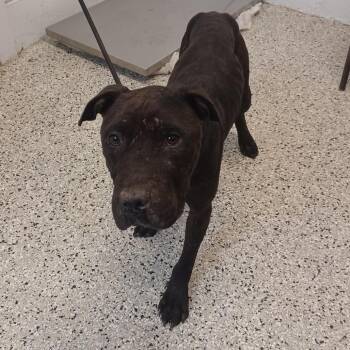 Jake the Dog -  American Staffordshire Terrier and Mixed Breed Dog for Adoption in Hattiesburg, Mississippi - Jake The Dog | PetCurious