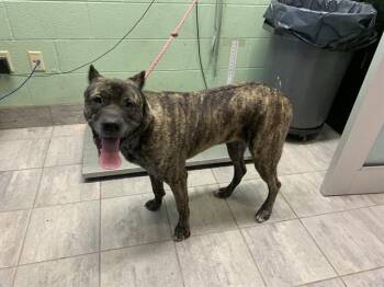 Cane Corso and Labrador Retriever Dogs Available for Adoption in Grand Prairie, Texas - MAGNOLIA | PetCurious