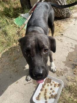 Rescue American Staffordshire Terrier Dogs for Adoption in San Antonio, Texas - LUCIA | PetCurious