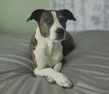 Terrier Dogs Available for Adoption in Greenville, South Carolina - Sheeba | PetCurious