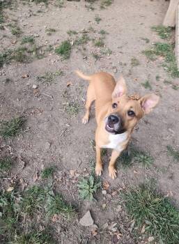 Rescue Pit Bull Terrier Dogs for Adoption in North Huntingdon, Pennsylvania - Rosie | PetCurious