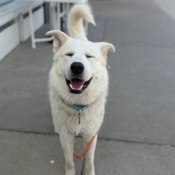 Great Pyrenees and Mixed Breed Dogs Available for Adoption in St. Peters, Missouri - Casper | PetCurious