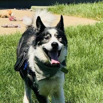 River -  Siberian Husky Dog for Adoption in Rochester, Minnesota - River | PetCurious