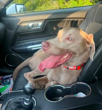 Crue -  Labrador Retriever Dog for Adoption in Columbia, Illinois - Crue | PetCurious