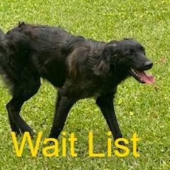 Blacky -  Mixed Breed Dog for Adoption in Livingston, Texas - Blacky | PetCurious