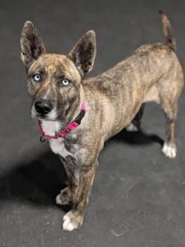 Mixed Breed Dogs Available for Adoption - Ella | PetCurious