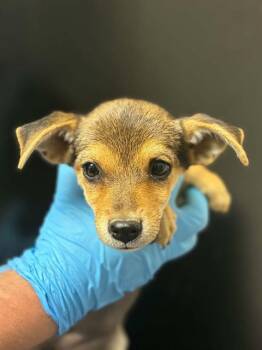 PIPPI -  Chihuahua and Mixed Breed Dog for Adoption in Visalia, California - PIPPI | PetCurious