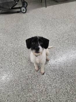 Mary Margaret -  Jack Russell Terrier and Wirehaired Terrier Dog for Adoption in Shepherdsville, Kentucky - Mary Margaret | PetCurious