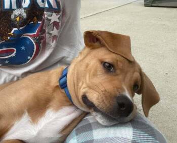 Ace -  Labrador Retriever and Golden Retriever Dog for Adoption in Oswego, South Carolina - Ace | PetCurious