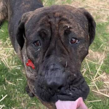 Mastiff Dogs Available for Adoption in Valparaiso, Indiana - Celeste | PetCurious