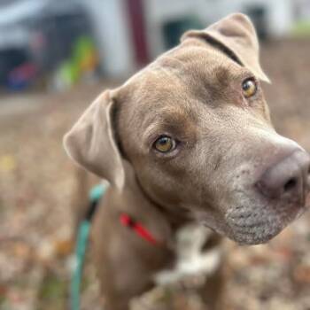 Rescue American Staffordshire Terrier and Mixed Breed Dogs for Adoption in Tylertown, Mississippi - Jewel | PetCurious