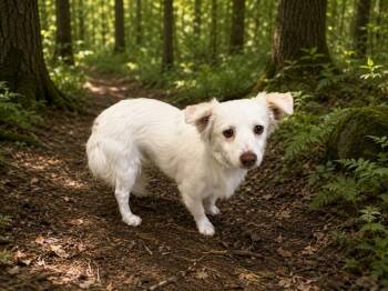 Papillon and Mixed Breed Dogs Available for Adoption in Doral, Florida - DANILO | PetCurious