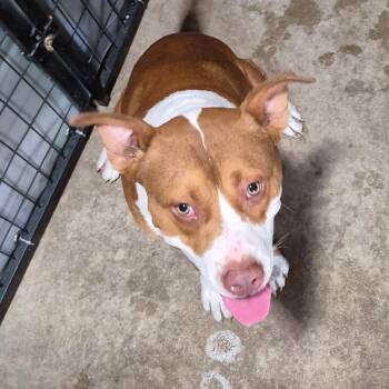 Gambino -  Pit Bull Terrier Dog for Adoption in Birmingham, Alabama - Gambino | PetCurious