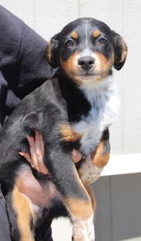 Cattle Dog and Mixed Breed Dogs Available for Adoption in Vacaville, California - Hope | PetCurious
