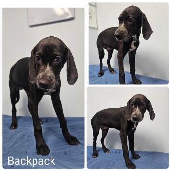 Backpack -  Pointer and Mixed Breed Dog for Adoption in Baton Rouge, Louisiana - Backpack | PetCurious