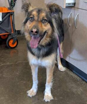 Rescue German Shepherd Dog and Husky Dogs for Adoption in Rockwall, Texas - Sunny | PetCurious