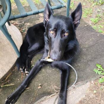 Africa -  Shepherd Dog for Adoption in Harrisonburg, Virginia - Africa | PetCurious