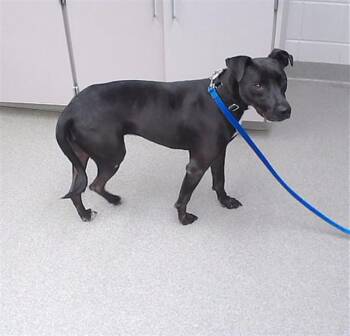 Doberman Pinscher and Mixed Breed Dogs Available for Adoption - KARY | PetCurious