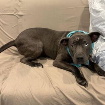 Bugs Bunny -  Mixed Breed Dog for Adoption in Canal Winchester, Ohio - Bugs Bunny | PetCurious