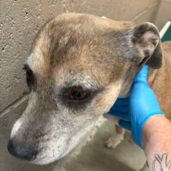 Rescue Pit Bull Terrier Dogs for Adoption in Yuma, Arizona - Sweetie Pie | PetCurious