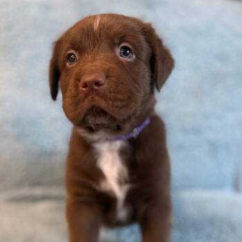 Nester -  Chocolate Labrador Retriever and Mixed Breed Dog for Adoption in St. Peters, Missouri - Nester | PetCurious