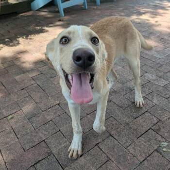 Beacon -  Shepherd Dog for Adoption in Wake Forest, North Carolina - Beacon | PetCurious