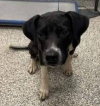 Kelsey -  Mixed Breed Dog for Adoption in Kansas City, Missouri - Kelsey | PetCurious