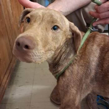Amber -  Catahoula Leopard Dog and American Bulldog Dog for Adoption in Denison, Texas - Amber | PetCurious