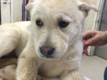 Siberian Husky and Mixed Breed Dogs Available for Adoption - CALLIE | PetCurious