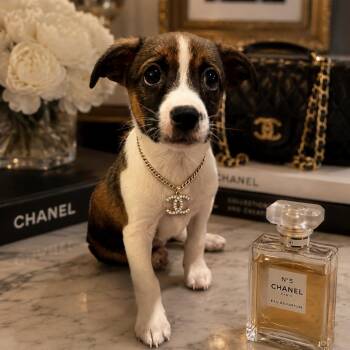 CHANEL -  Wirehaired Terrier Dog Available for Adoption in La Grange, Kentucky - CHANEL | PetCurious