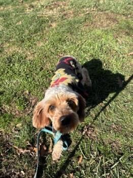 Rescue Poodle and Cavalier King Charles Spaniel Dogs for Adoption in Bloomsburg, Pennsylvania - Waffle | PetCurious