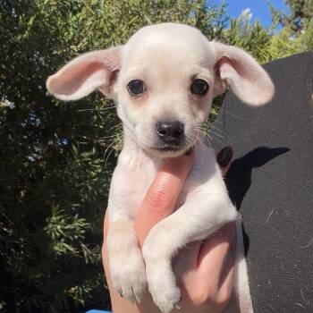 Tigger -  Chihuahua Dog for Adoption in Chico, California - Tigger | PetCurious