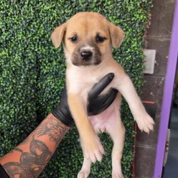 Australian Cattle Dog Blue Heeler and Mixed Breed Dogs Available for Adoption in El Paso, Texas - 60790251 | PetCurious