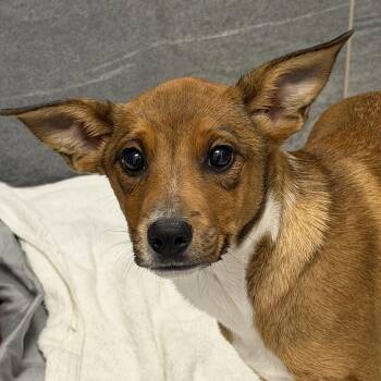 Bilby -  Mixed Breed Dog for Adoption in Cooperstown, New York - Bilby | PetCurious
