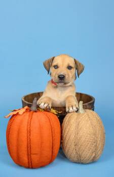 831-26 -  Shepherd Dog for Adoption in Brighton, Colorado - 831-26 | PetCurious