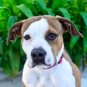 Mixed Breed Dogs Available for Adoption - Ty | PetCurious