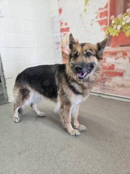 HAZEL JUNE -  German Shepherd Dog Dog Available for Adoption in San Bernardino, California - HAZEL JUNE | PetCurious