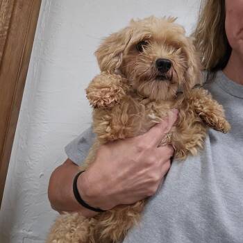 Arabica-Foster Home Needed -  Poodle Dog for Adoption in Hartland, Wisconsin - Arabica-Foster Home Needed | PetCurious