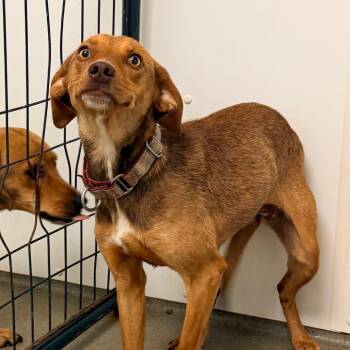 Sprinkle -  Beagle and Mixed Breed Dog for Adoption in Rocky Mount, Virginia - Sprinkle | PetCurious