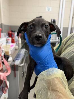 CHRISTINA WAGUILERA -  Pit Bull Terrier Dog for Adoption in Las Vegas, Nevada - CHRISTINA WAGUILERA | PetCurious
