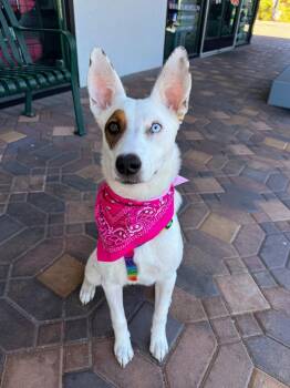 Finra -  Shepherd Dog for Adoption in Las Vegas, Nevada - Finra | PetCurious