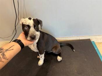 Mixed Breed Dogs Available for Adoption in Rowlett, Texas - SATIN | PetCurious