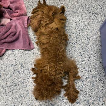 Tan with long legs 5492 -  Poodle Dog for Adoption in Loxahatchee Groves, Florida - Tan With Long Legs 5492 | PetCurious