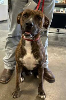 Rescue Pit Bull Terrier and Plott Hound Dogs for Adoption in Rockwall, Texas - Found Stray: Sheldon | PetCurious