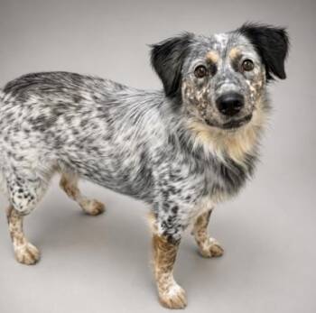 Blue Boy -  Australian Shepherd and Mixed Breed Dog for Adoption in Bowling Green, Kentucky - Blue Boy | PetCurious
