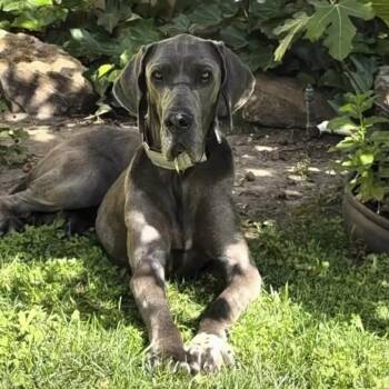 Great Dane Dogs Available for Adoption in Tehachapi, California - Pheonix | PetCurious