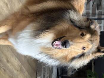 Moose -  Rough Collie Dog for Adoption in Winnipeg, Manitoba - Moose | PetCurious