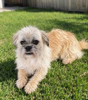 Maylon -  Brussels Griffon and Wirehaired Terrier Dog for Adoption in Camp Pendleton North, California - Maylon | PetCurious