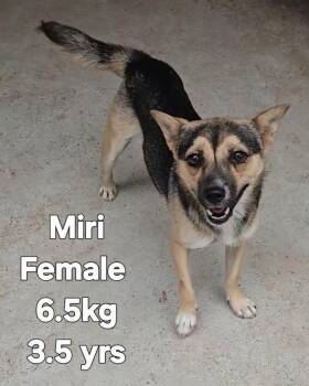 MIRI -  Jindo Dog for Adoption in Johns Creek, Georgia - MIRI | PetCurious